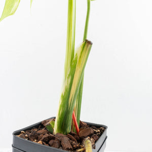 Monstera deliciosa 'Miracle' (wk31-UG)