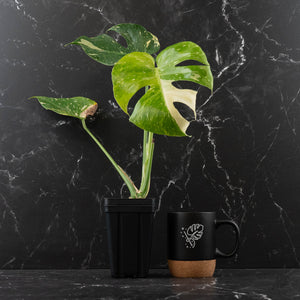 Monstera deliciosa 'Miracle' (wk43-U181)