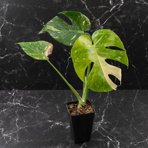 Monstera deliciosa 'Miracle' (wk43-U181)