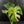 Monstera deliciosa 'Miracle' (wk43-U181)