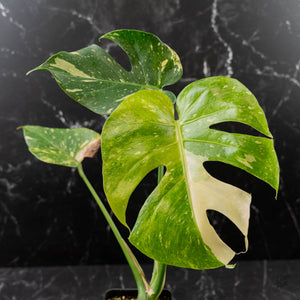 Monstera deliciosa 'Miracle' (wk43-U181)