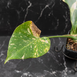 Monstera deliciosa 'Miracle' (wk43-U181)