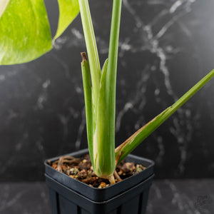 Monstera deliciosa 'Miracle' (wk43-U181)