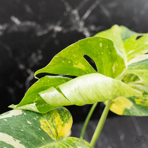 Monstera deliciosa 'Miracle' (wk43-U182)