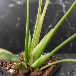 Monstera deliciosa 'Miracle' (wk43-U182)