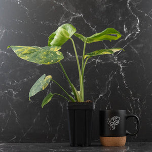 Monstera deliciosa 'Miracle' (wk43-U182)