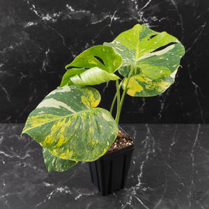 Monstera deliciosa 'Miracle' (wk43-U182)