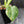 Monstera deliciosa 'Miracle' (wk43-U182)