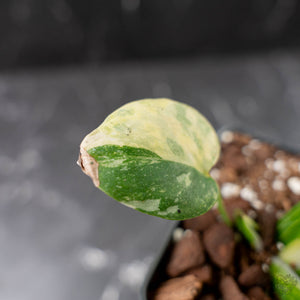 Monstera deliciosa 'Miracle' (wk43-U182)