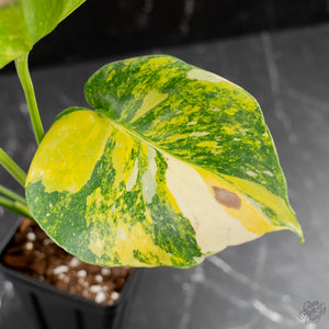 Monstera deliciosa 'Miracle' (wk43-U182)