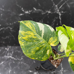 Monstera deliciosa 'Miracle' (wk43-U182)