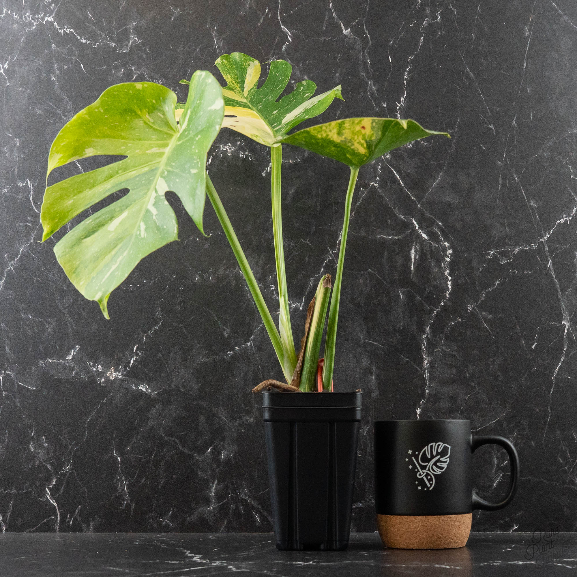 Monstera deliciosa 'Miracle' (wk41-U82) – Rare Plant Fairy