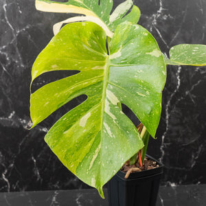 Monstera deliciosa 'Miracle' (wk41-U82)