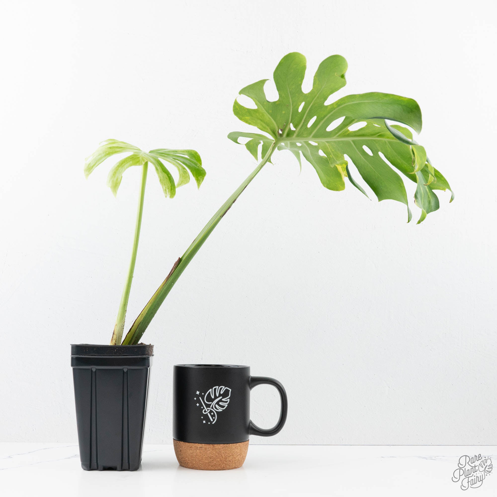 Monstera Deliciosa 'Ocean Green' (wk21-UI) – Rare Plant Fairy