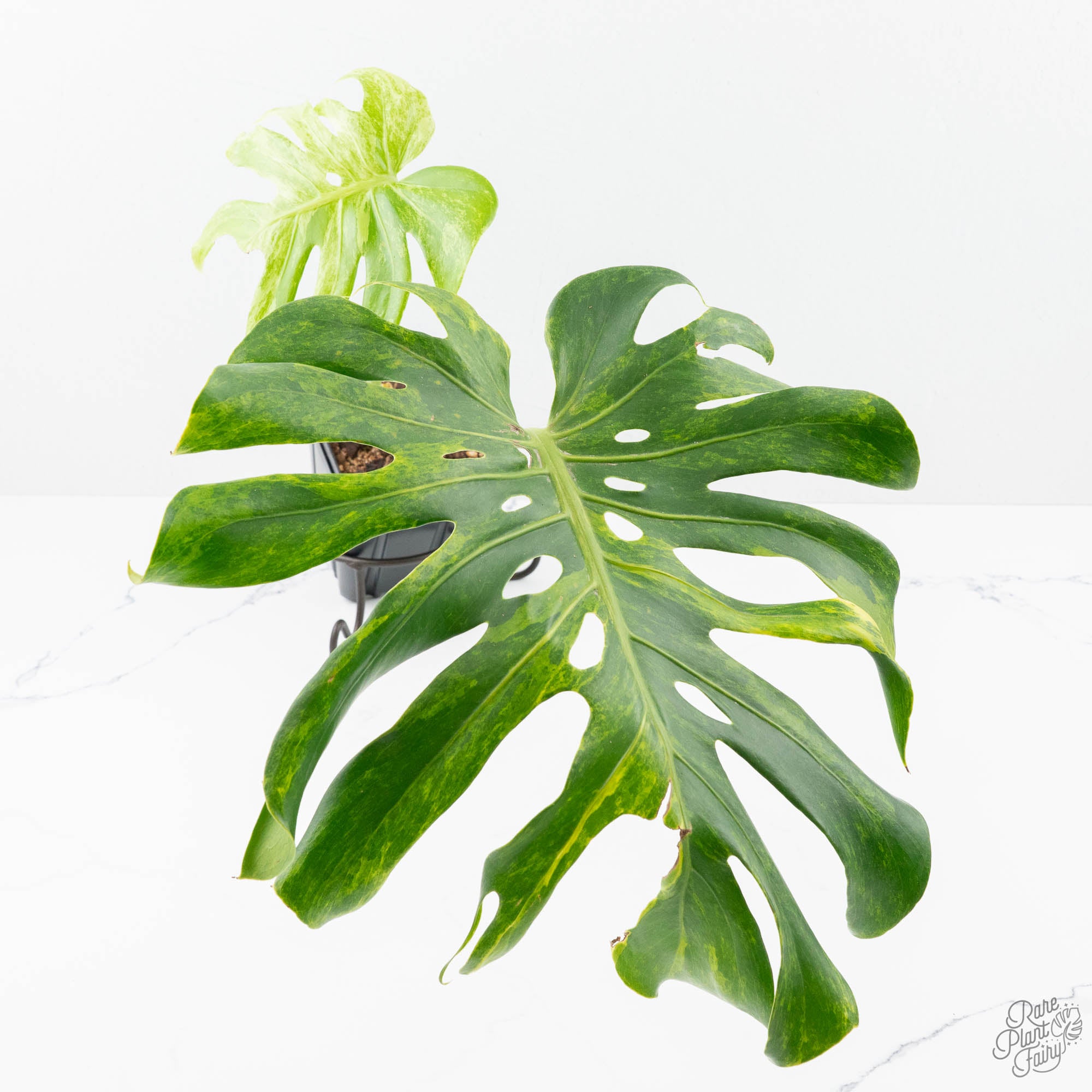 Monstera Deliciosa 'Ocean Green' (wk21-UI) – Rare Plant Fairy