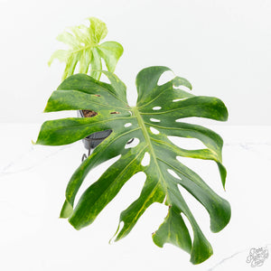 Monstera Deliciosa 'Ocean Green' (wk21-UI)