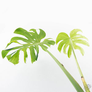 Monstera Deliciosa 'Ocean Green' (wk21-UI)