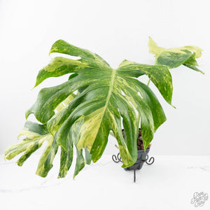 Monstera Deliciosa 'Ocean Mint' (wk20-UH)
