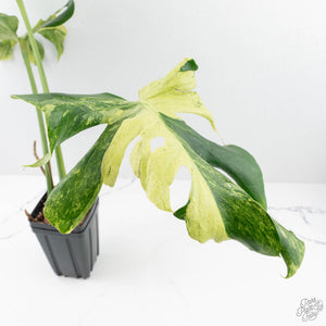 Monstera Deliciosa 'Ocean Mint' (wk20-UH)
