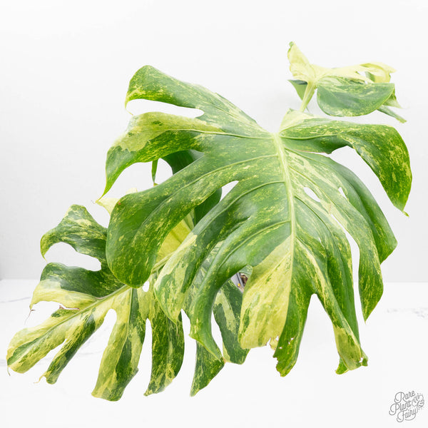 Monstera Deliciosa 'Ocean Mint' (wk20-UH) – Rare Plant Fairy