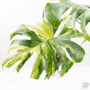 Monstera Deliciosa 'Ocean Mint' (wk20-UH)