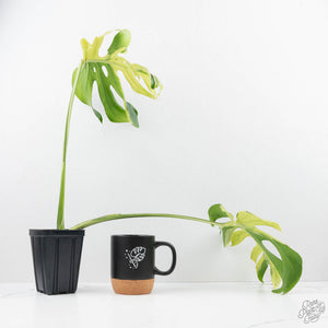monstera plant uk Monstera Deliciosa 'Ocean Mint' (wk22-UK) – Rare Plant Fairy