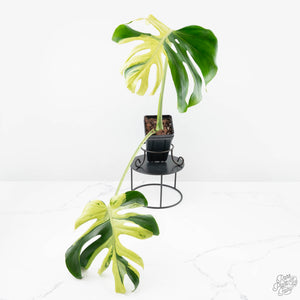 monstera deliciosa uk Monstera Deliciosa 'Ocean Mint' (wk22-UK) – Rare Plant Fairy