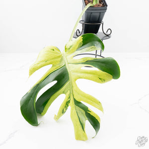 Monstera Deliciosa 'Ocean Mint' (wk22-UK)