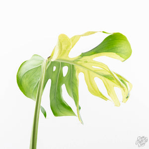 Monstera Deliciosa 'Ocean Mint' (wk22-UK)
