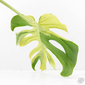 Monstera Deliciosa 'Ocean Mint' (wk22-UK)