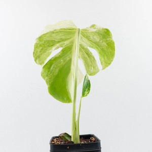 Monstera Deliciosa 'Ocean Mint' (wk30-UA)