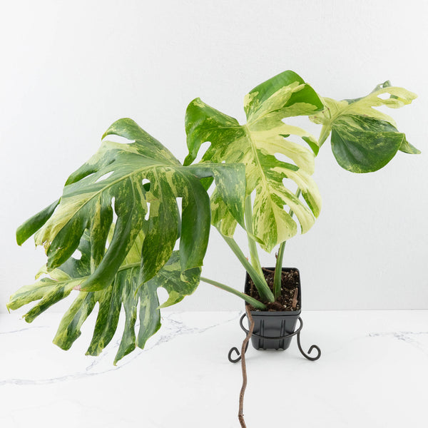 Monstera Deliciosa 'Ocean Mint' (wk33-U4) – Rare Plant Fairy