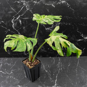 Monstera Deliciosa 'Ocean Mint' (wk42-U115)