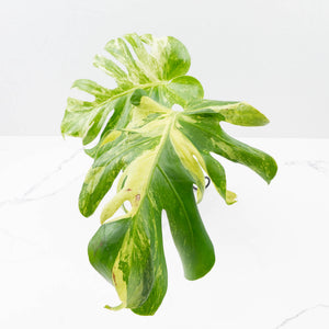 Monstera Deliciosa 'Ocean Mint' (wk35-U115)