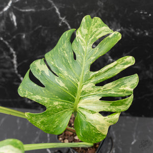Monstera Deliciosa 'Ocean Mint' (wk42-U115)