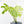 Monstera Deliciosa 'Ocean Mint' (wk35-U115)