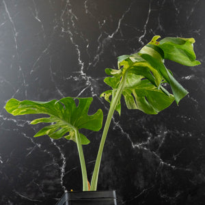 Monstera Deliciosa 'Ocean Mint' (wk42-U115)