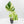 Monstera Deliciosa 'Ocean Mint' (wk37-U71)