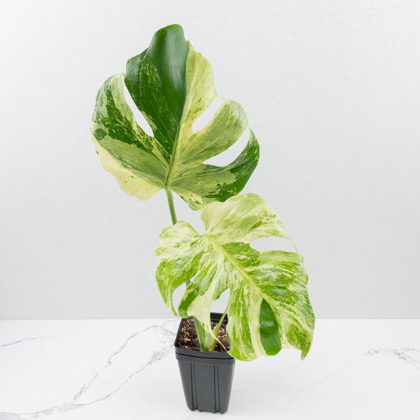 Monstera Deliciosa 'Ocean Mint' (wk37-U71) – Rare Plant Fairy