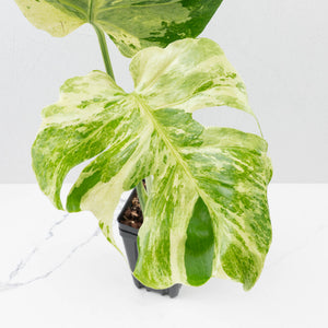 Monstera Deliciosa 'Ocean Mint' (wk37-U71)