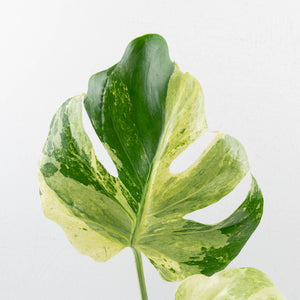 Monstera Deliciosa 'Ocean Mint' (wk37-U71)