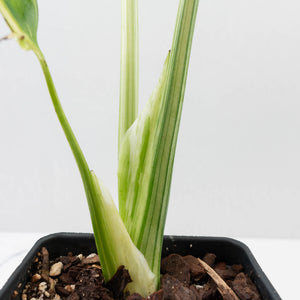 Monstera Deliciosa 'Ocean Mint' (wk37-U71)