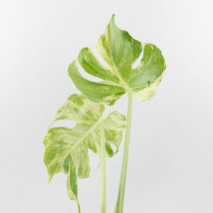 Monstera Deliciosa 'Ocean Mint' (wk37-U71)