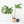 Monstera Deliciosa 'Tattoo' (wk27-UE) XL