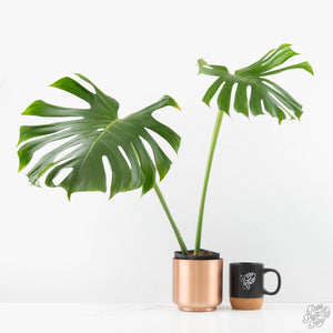 Monstera Deliciosa 'Tattoo' (wk27-UE) XL