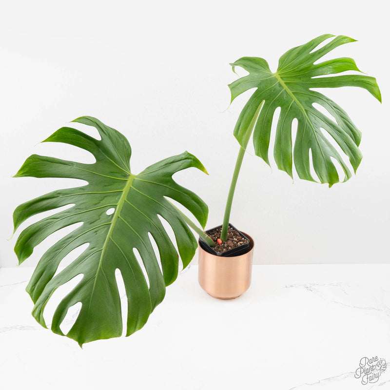 Monstera Deliciosa 'Tattoo' (wk27-UE) XL