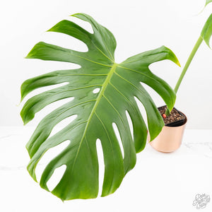 Monstera Deliciosa 'Tattoo' (wk27-UE) XL