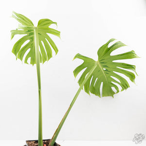 Monstera Deliciosa 'Tattoo' (wk27-UE) XL