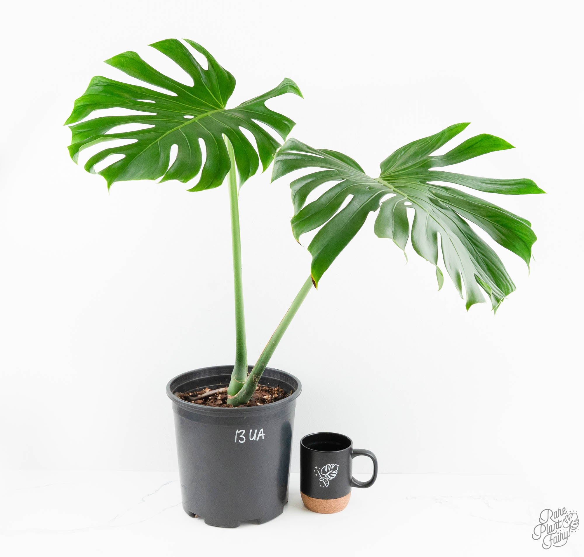 超レア モンステラ タトゥー【Monstera deliciosa Tattoo 超レア】モンステラ デリシオーサ タトゥー【Monstera deliciosa
