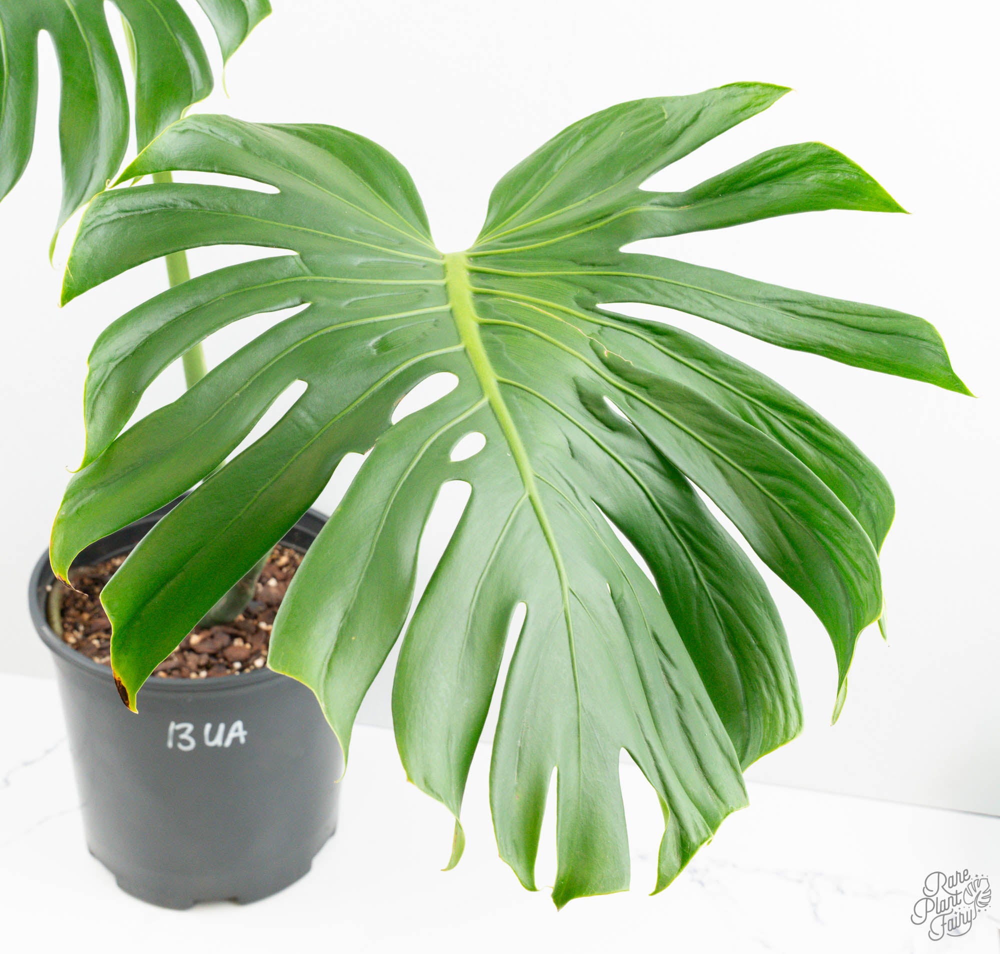 Monstera Deliciosa 'Tattoo' (wk13-UA) *XL* – Rare Plant Fairy